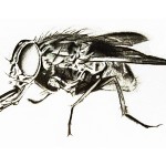 Bleistiftzeichnung Fliege